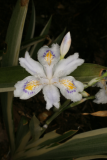 Iris japonica 'Variegata' RCP4-2012 13.JPG